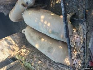 porci de vanzare - imagine 2