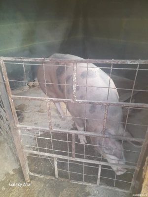 De vânzare  - imagine 2