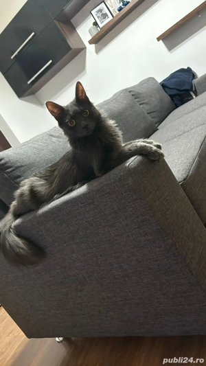    Pisică Nebelung de 2 ani   mascul, castrat, educat și jucăuș    - imagine 3