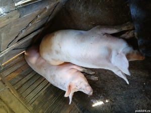 vând porci 250kg+