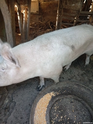 Purcea disponibilă  - imagine 2 Purcea disponibilă  - imagine 2