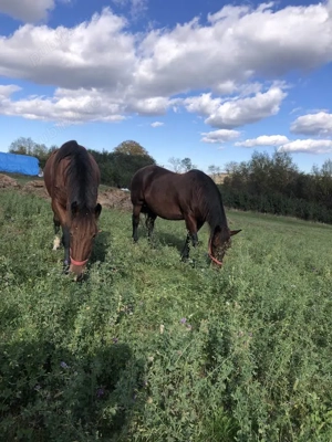 Cai puternici de muncă - imagine 2