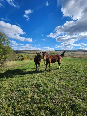 Cai puternici de muncă