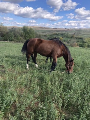 Cai puternici de muncă - imagine 4