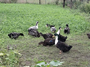 De vânzare rațe  - imagine 2