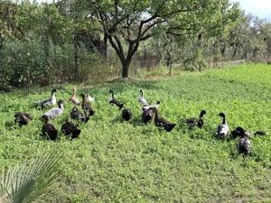 De vânzare rațe  - imagine 5