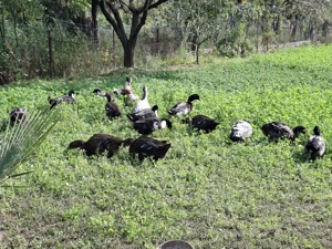 De vânzare rațe  - imagine 4