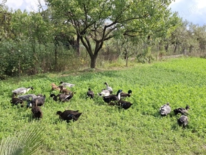 De vânzare rațe  - imagine 3