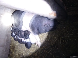 Vând 3 scroafe cu purcei una are 11 buc ,una 8 ,una 7  - imagine 3