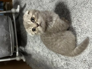 Pui pisică Scottish Fold - imagine 3