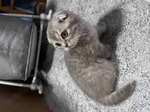 Pui pisică Scottish Fold - imagine 2