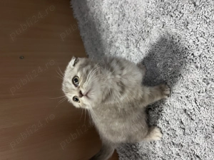 Pui pisică Scottish Fold