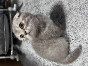 Pui pisică Scottish Fold - imagine 4