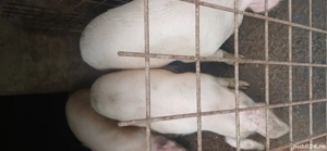 vând porci 120  130 kg