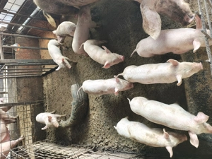 Vând purcei marele alb rasa pura  - imagine 5 Vând purcei marele alb rasa pura  - imagine 5