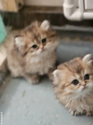 British longhair golden  - imagine 3