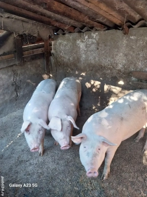 vand porci  - imagine 2