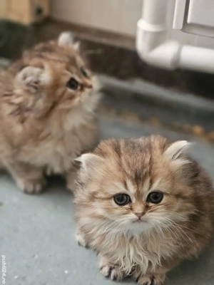 British longhair golden  - imagine 2