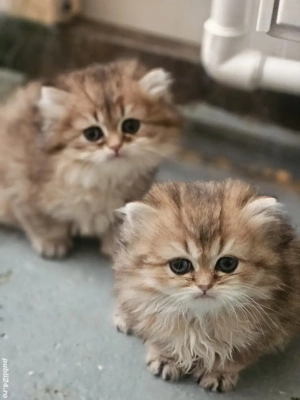 British longhair golden 
