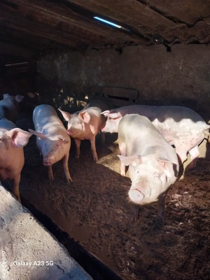 vand porci  - imagine 4