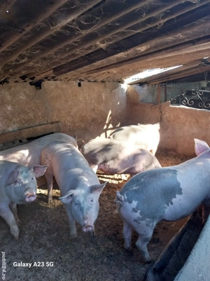 vand porci  - imagine 3