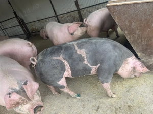 Porci de vânzare  - imagine 4