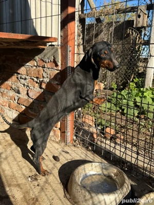 femelă teckel pitic - imagine 2 femelă teckel pitic - imagine 2