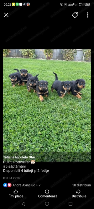 Vind pui de rottweiler 