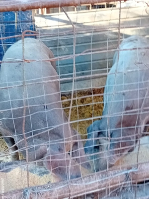 porci pentru Crăciun 