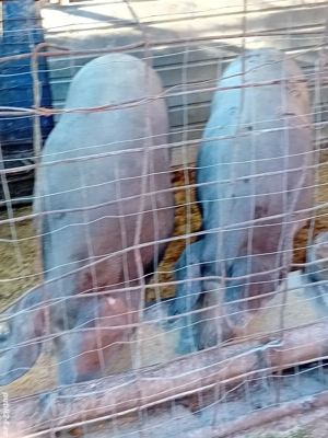 porc pentru Crăciun 