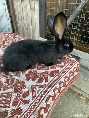 masculi urias german  - imagine 2