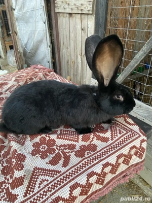 masculi urias german 