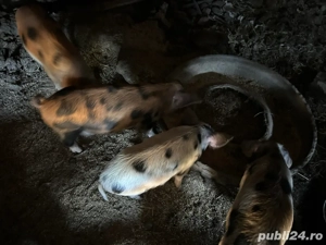 purcei de vanzare - imagine 5 purcei de vanzare - imagine 5