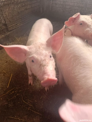 vand purcei 10 săptămâni,30-35kg