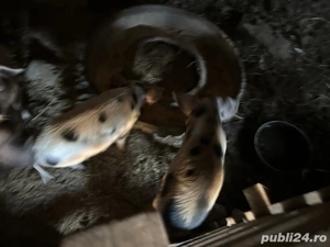 purcei de vanzare - imagine 2 purcei de vanzare - imagine 2