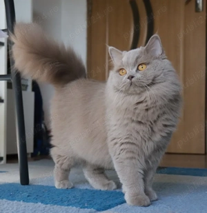 Pisica british longhair lilac  - imagine 3