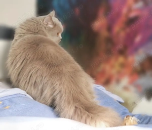 Pisica british longhair lilac  - imagine 4