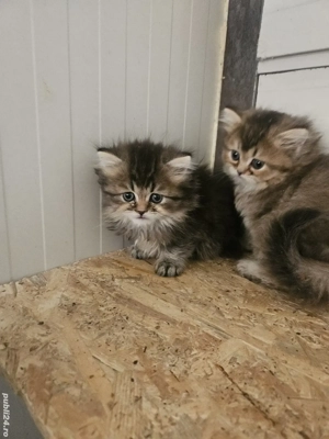 Brittish longhair golden