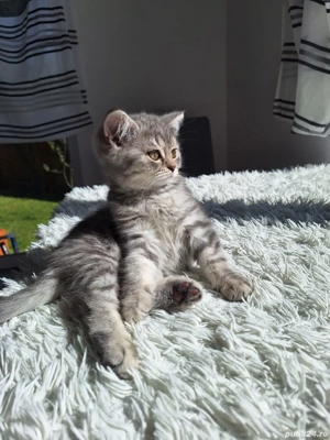 Pisicuțe British Shorthair