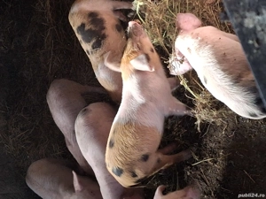 Vă purceii rasa marele alb cu landras cu nasu scurt picioare scurte mai multe informați l nr telefon