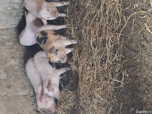 Vă purceii rasa marele alb cu landras cu nasu scurt picioare scurte mai multe informați l nr telefon - imagine 2