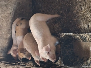 Vă purceii rasa marele alb cu landras cu nasu scurt picioare scurte mai multe informați l nr telefon - imagine 3