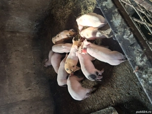 Vă purceii rasa marele alb cu landras cu nasu scurt picioare scurte mai multe informați l nr telefon - imagine 5