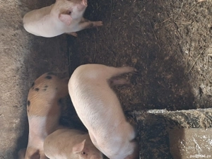 Vă purceii rasa marele alb cu landras cu nasu scurt picioare scurte mai multe informați l nr telefon - imagine 4