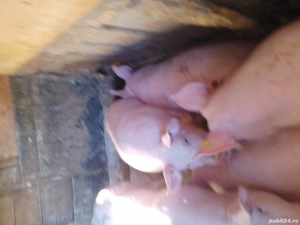 Porci de vanzare 