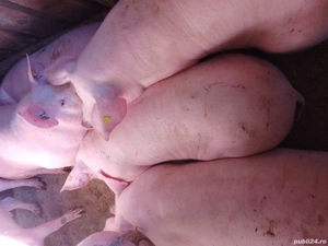 Porci de vanzare  - imagine 4