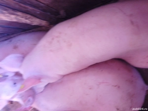 Porci de vanzare  - imagine 3