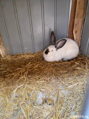 femele urias de trasilvania  - imagine 2