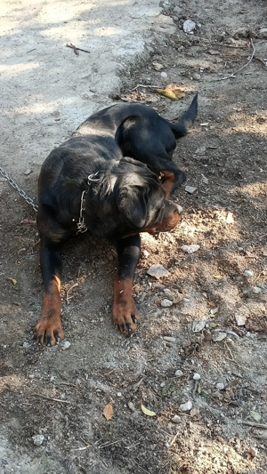 Donez Rotwailer de 1An - imagine 2