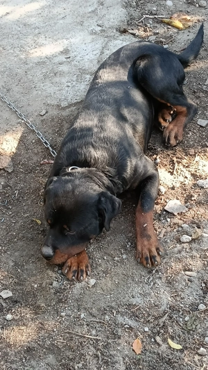 Donez Rotwailer de 1An - imagine 3